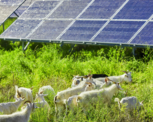 Flock of free-ranged sheep under outdoor solar photovoltaic panels