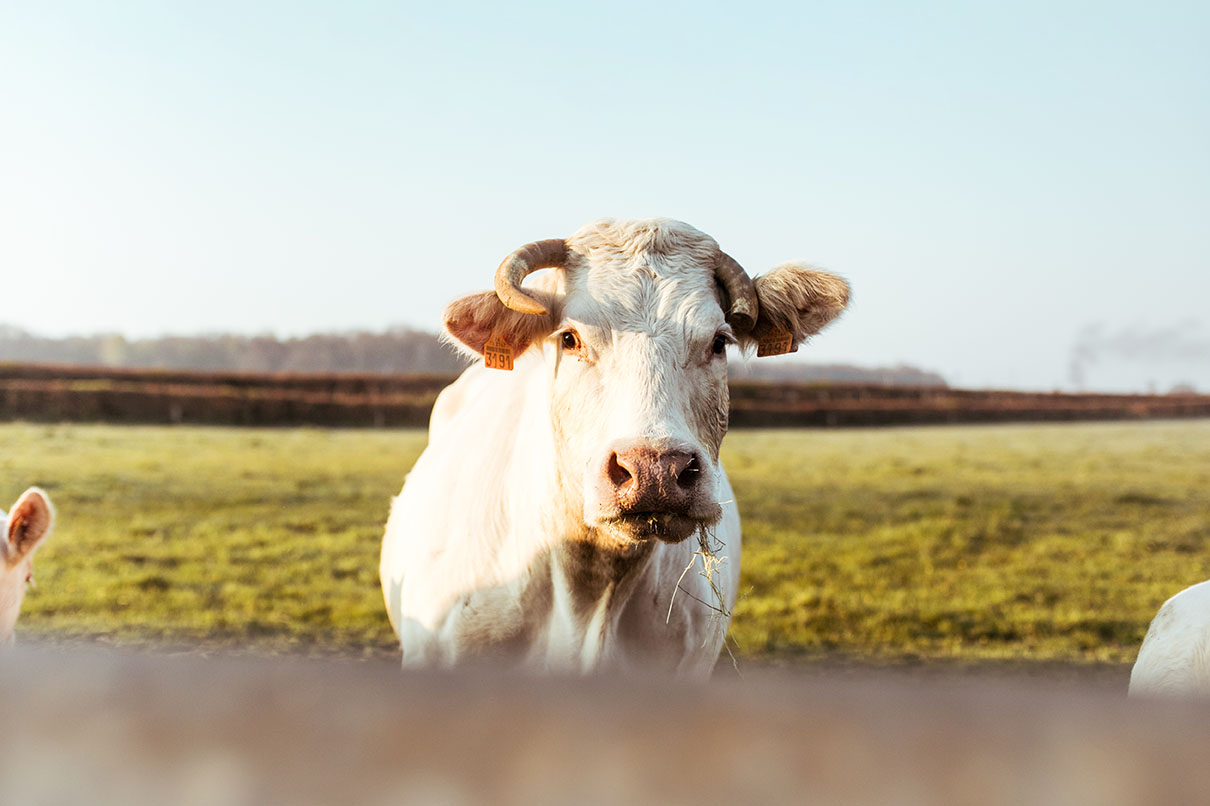 agrivoltaïsme bovins