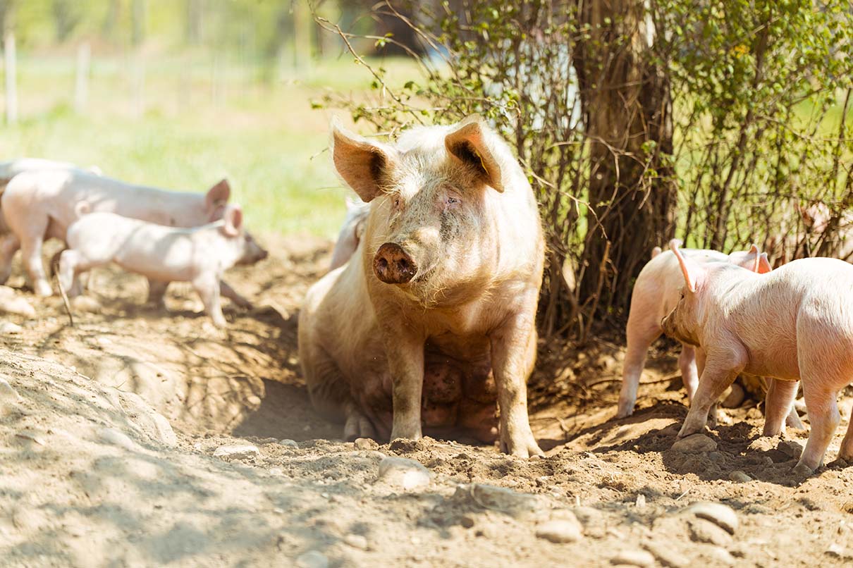 agrivoltaïsme porcins