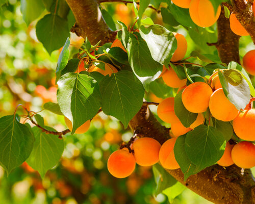 agrivoltaïsme maraichage et arboriculture