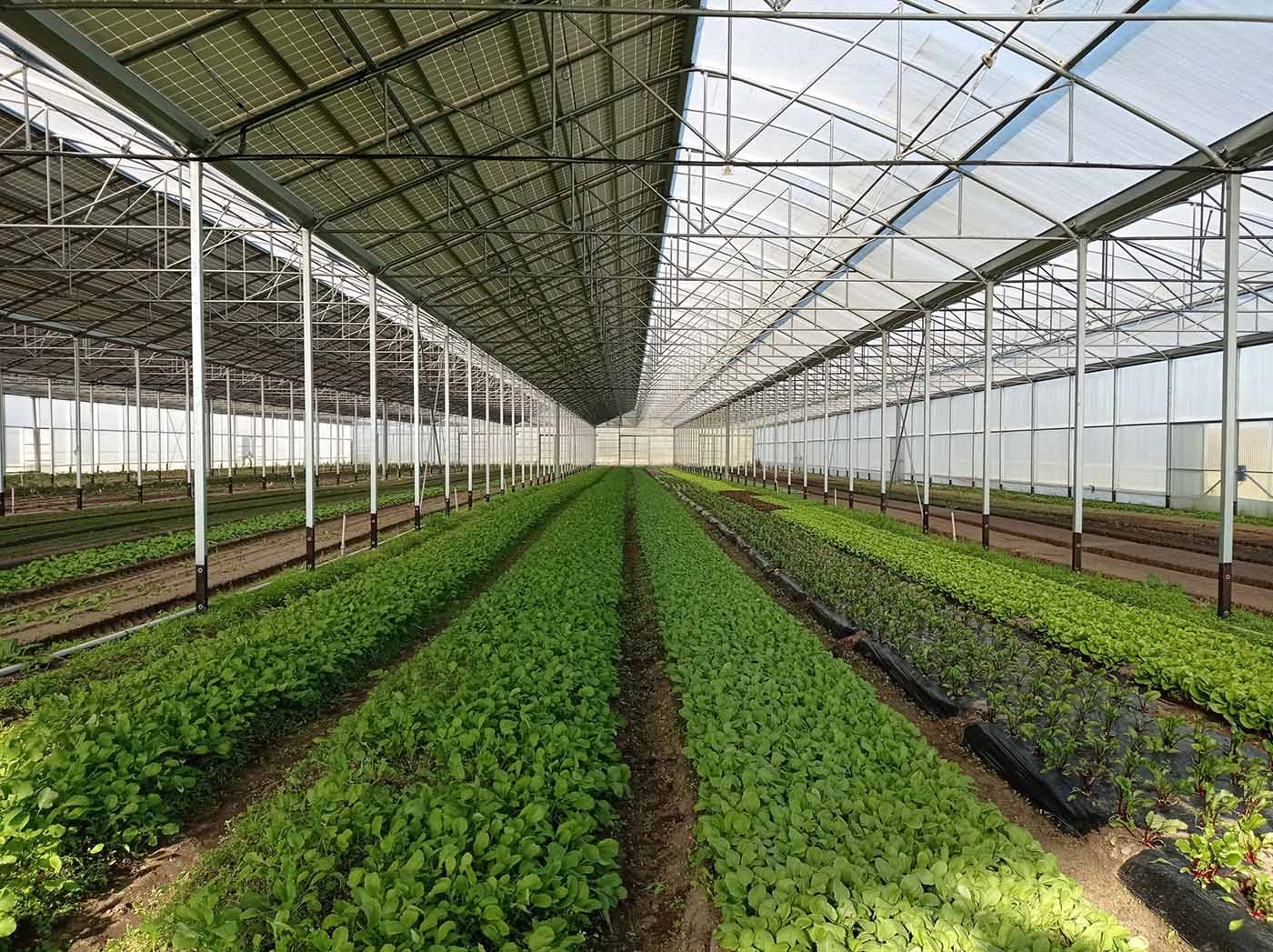 Serre photovoltaïque pour une agriculture agrivoltaisme