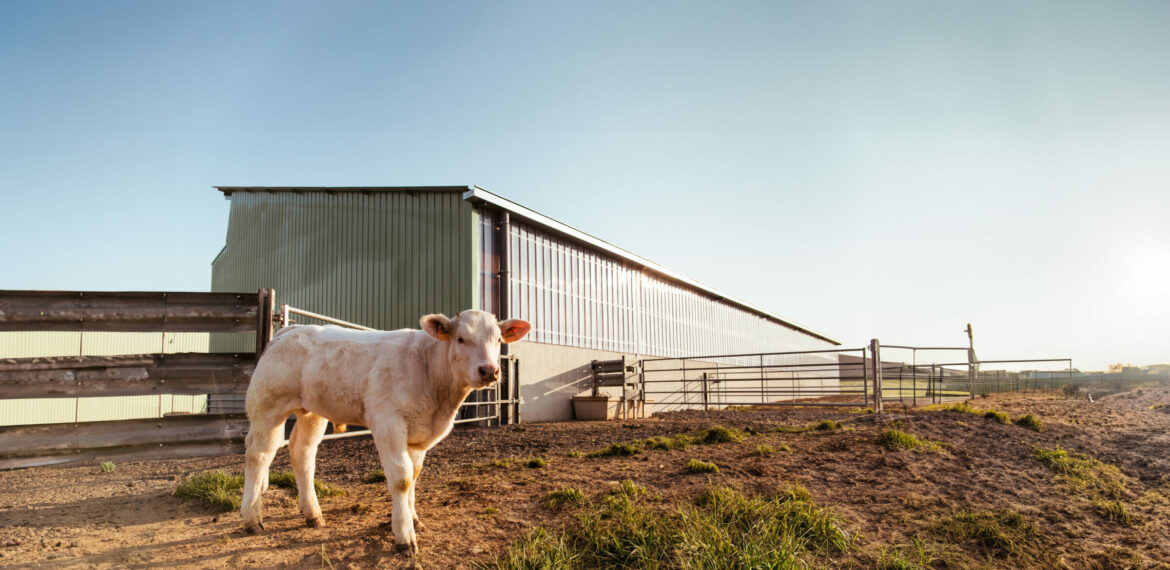 Une solution photovoltaïque pour la production bovine française en faveur d’une agriculture durable.