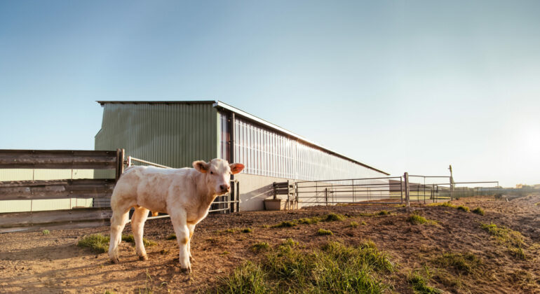 Une solution photovoltaïque pour la production bovine française en faveur d’une agriculture durable.